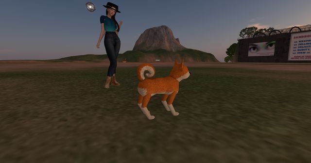Burger, a small orange shiba with a cream chest, socks and a curled tail, at dusk on a sandbox field, with me behind him in a black hat.