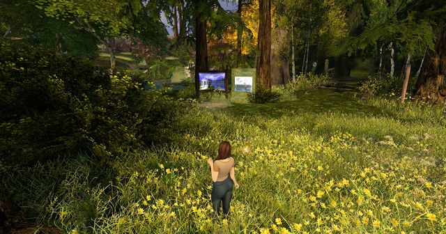 Me in a meadow of yellow flowers among redwoods, early on, still in the starter body.